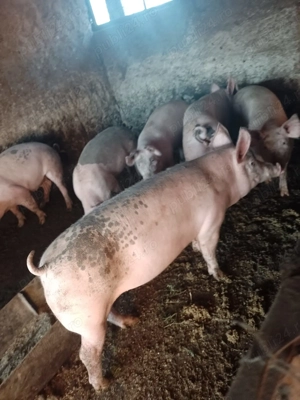 Murături naturale crescute cu cereale,asigur transport.De la 50 la 250 kg Seaca județul Olt  - imagine 3