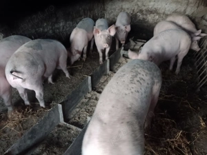 Murături naturale crescute cu cereale,asigur transport.De la 50 la 250 kg Seaca județul Olt  - imagine 2