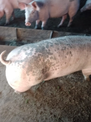 Murături naturale crescute cu cereale,asigur transport.De la 50 la 250 kg Seaca județul Olt  - imagine 4