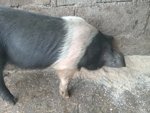 Purcei Bazna                            - imagine 2