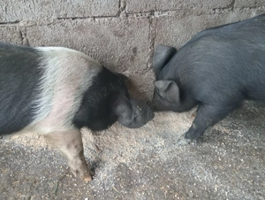 Purcei Bazna                            - imagine 3