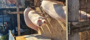 Porci de vanzare  - imagine 2