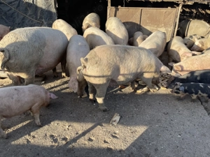 Porci de craciun - imagine 2