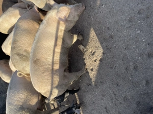 Porci de craciun - imagine 5