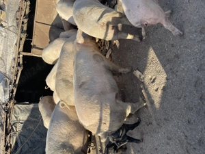 Porci de craciun - imagine 4