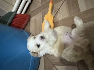 Bichon maltez baiat - imagine 3