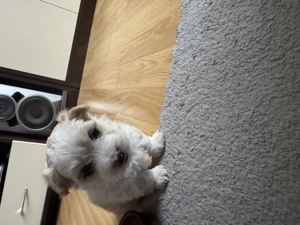 Bichon maltez baiat - imagine 4