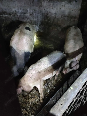 Vând porci - imagine 2