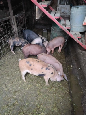 Vând porci - imagine 4