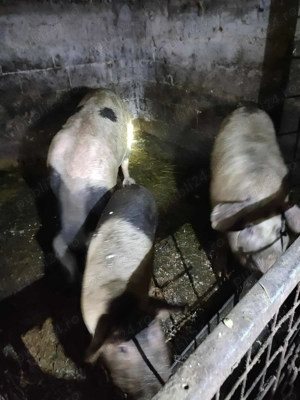 Vând porci - imagine 3