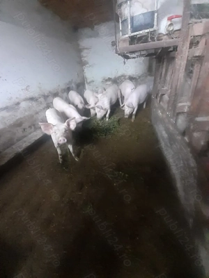  Vand și arvonesc porci 80 -100 kg rasa