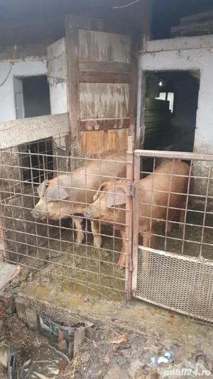 vand porcii de sacrificat pt craciun.. Rasa Duroc 