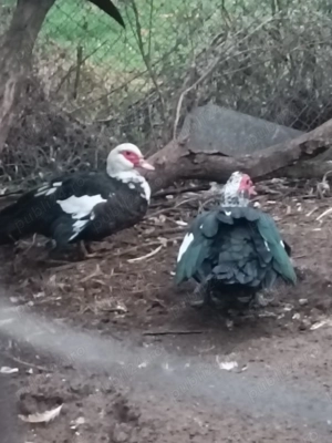 Ratele mute de anul acesta  - imagine 3