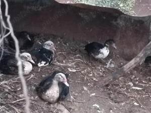 Ratele mute de anul acesta  - imagine 2