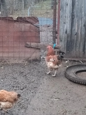 Cocoși tineri de anul acesta  - imagine 2