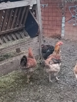 Cocoși tineri de anul acesta 