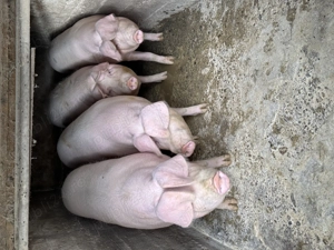 Porci 150-180kg Sanpaul, Arad - imagine 2