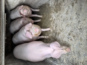 Porci 150-180kg Sanpaul, Arad - imagine 3