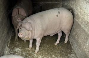 Porci 150-180kg Sanpaul, Arad