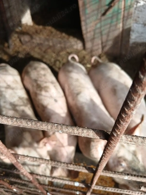Porci de vanzare - imagine 4