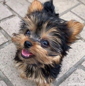 Yorkshire terrier talie mica - imagine 2