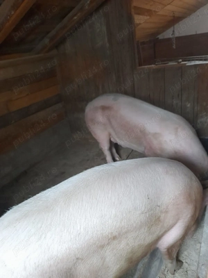 Porci de vanzare - imagine 3