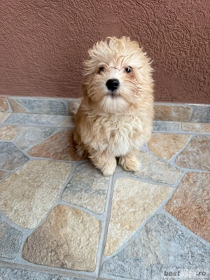 Maltipoo de vanzare - imagine 2