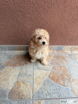 Maltipoo de vanzare - imagine 3