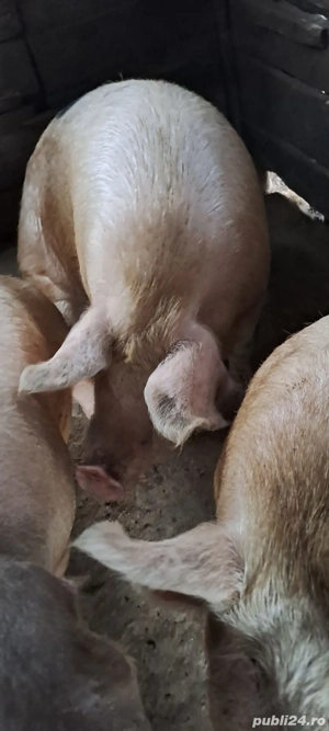 vand porc de craciun crescut doar cu porumb sat fizes 17 ron kg