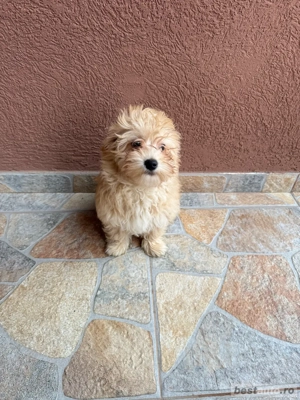 Maltipoo de vanzare