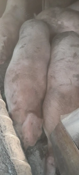 Vand Porci pentru sacrificare, calitatea 1 - imagine 4