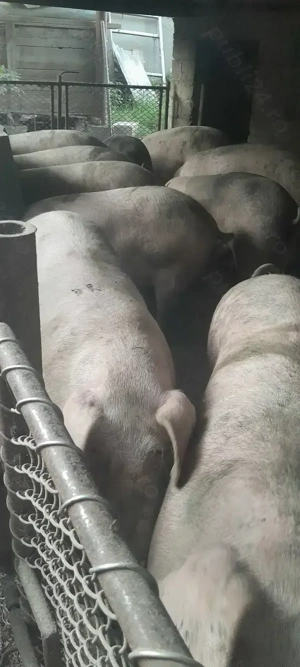 Vand Porci pentru sacrificare, calitatea 1 - imagine 2