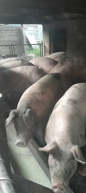 Vand Porci pentru sacrificare, calitatea 1 - imagine 5