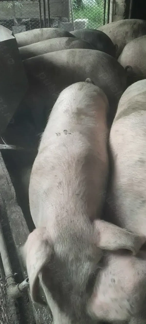 Vand Porci pentru sacrificare, calitatea 1 - imagine 3