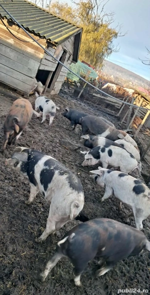 porci pentru tăiat de la 60 kg până la 350 kg - imagine 3