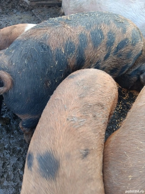 porci pentru tăiat de la 60 kg până la 350 kg - imagine 4