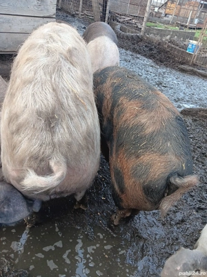 porci pentru tăiat de la 60 kg până la 350 kg - imagine 2