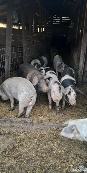 porci pentru tăiat de la 60 kg până la 350 kg