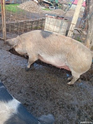 porci pentru tăiat de la 60 kg până la 350 kg - imagine 5