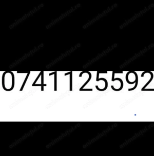 Vand femela lagotto dresata la trufa alba si neagra   - imagine 4