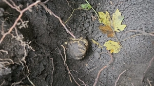 Vand femela lagotto dresata la trufa alba si neagra  