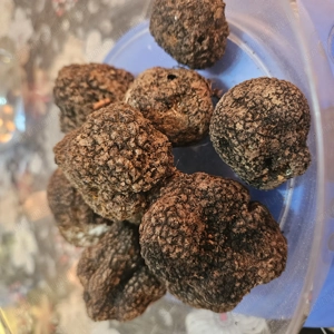 Vand femela lagotto dresata la trufa alba si neagra   - imagine 3