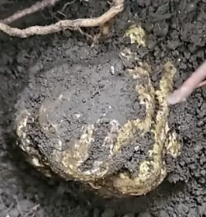 Vand caini dresați  si trufe proaspete de sezon 