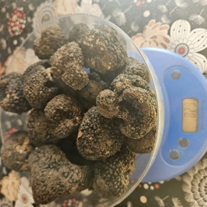 Vand caini dresați  si trufe proaspete de sezon  - imagine 3