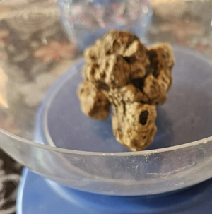 Vand caini dresați  si trufe proaspete de sezon  - imagine 2