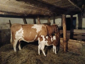 Vaca Baltata romaneasca cu vitel - imagine 2