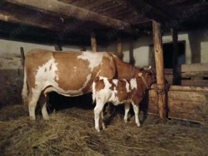 Vaca Baltata romaneasca cu vitel - imagine 5