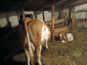 Vaca Baltata romaneasca cu vitel - imagine 4