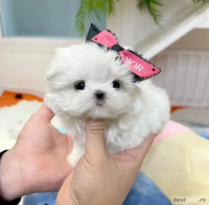 Bichon Maltez Mini  - imagine 3