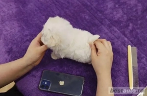 Bichon Maltese Maltez Mini Toy